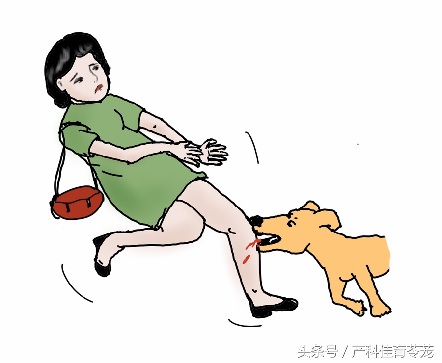 怀孕后可以养宠物吗,为什么怀孕不能养宠物