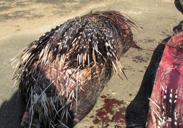 5米长的巨蟒离奇死亡,剥开肚子探索真相后惨不忍睹