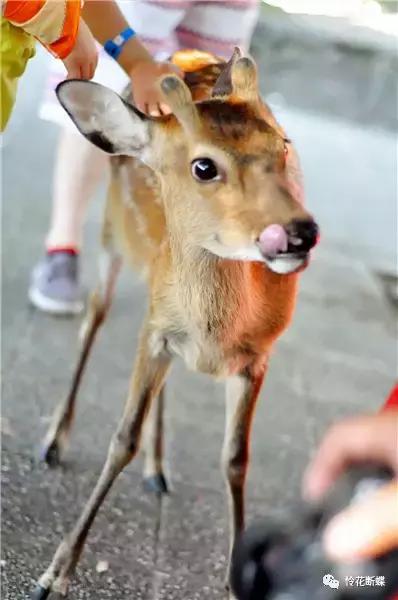 暑假如何玩转邮轮,暑假怎么玩儿