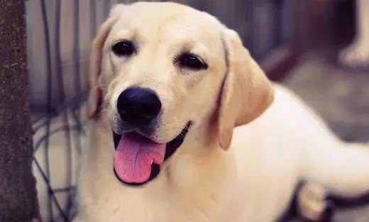 好主人质量怎么样,好主人是什么品质