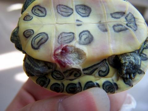 乌龟烂甲怎么治,乌龟常见疾病哪个最严重