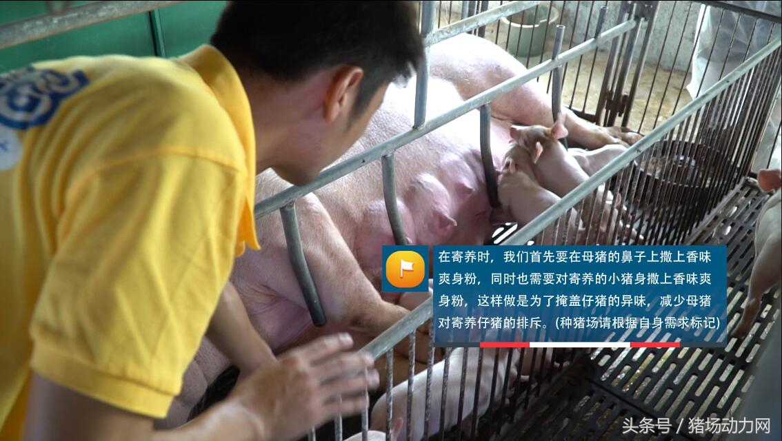 母猪产后发烧的正确治疗方法,母猪产崽后子宫发炎怎么办