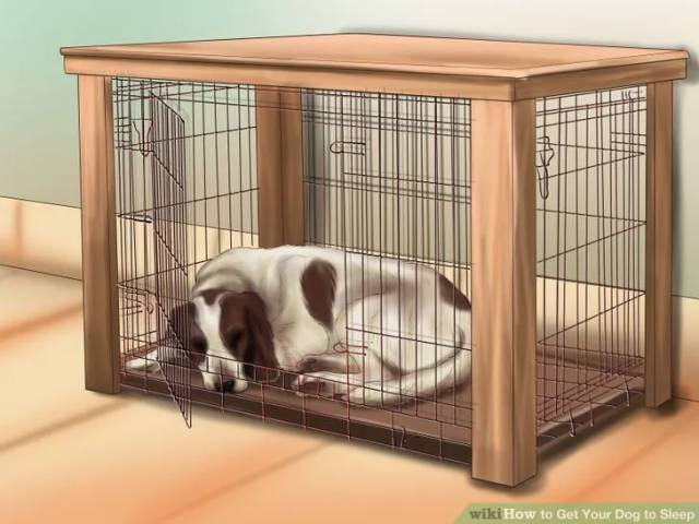 照顾怀孕狗的注意事项,怎么照顾孕期的母狗