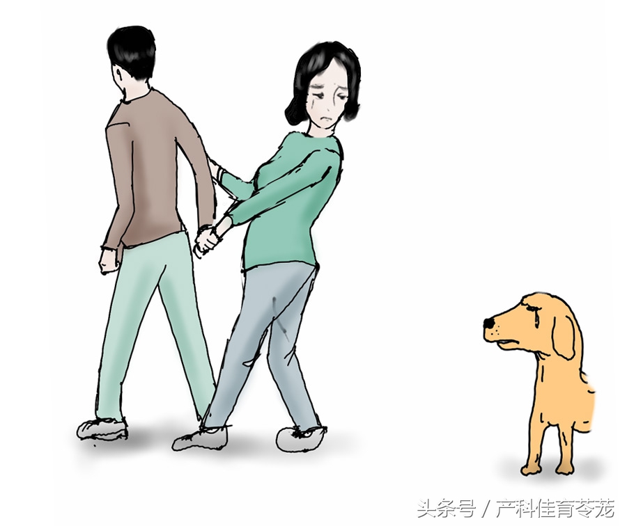 怀孕后可以养宠物吗,为什么怀孕不能养宠物