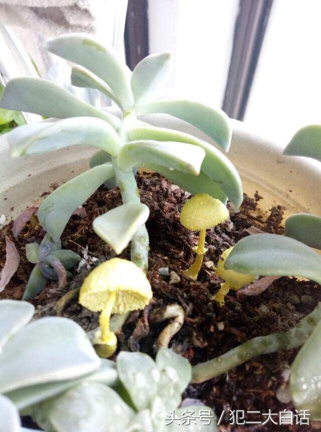 多肉植物里长蘑菇,100种神奇的多肉植物