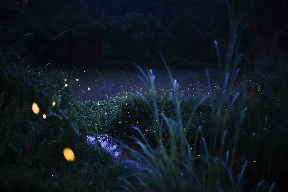 稻花香里说丰年诗词讲解,稻花香里说丰年听取蛙声一片500字