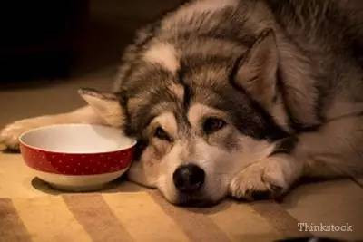 狗狗真的会等主人吗,狗狗性格随主人是真的吗