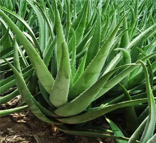 生活妙招：花友们自己制作芦荟面膜