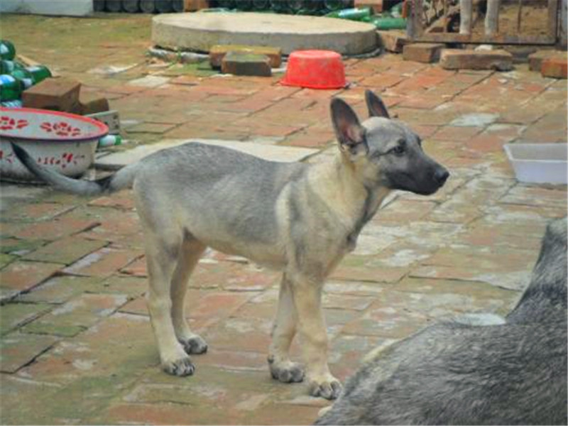 狼青犬从小怎么训练,看家护院狗训练