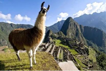 秘鲁神兽来袭,能给你的绝不只是表情包