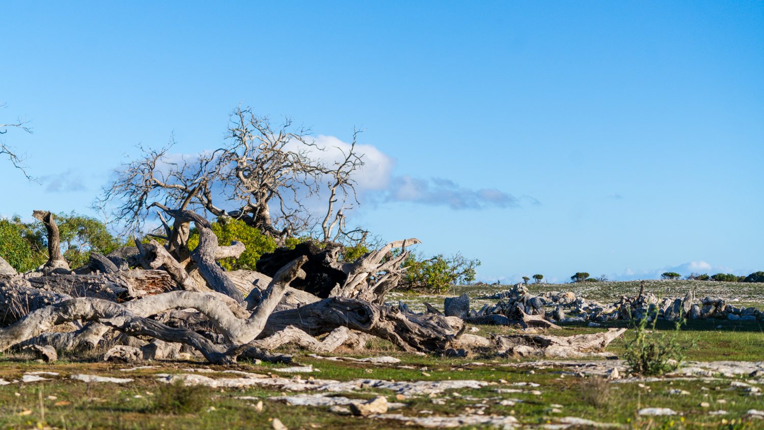 澳洲生蚝哪里最好,全球顶级生蚝多少钱一个