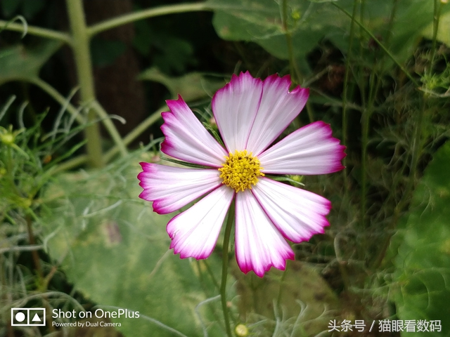 一加5全面屏旗舰手机,一加5深度评测