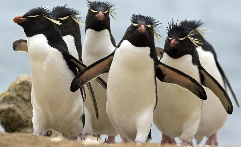 企鹅号怎么运营营销号,企鹅号如何吸粉增加流量