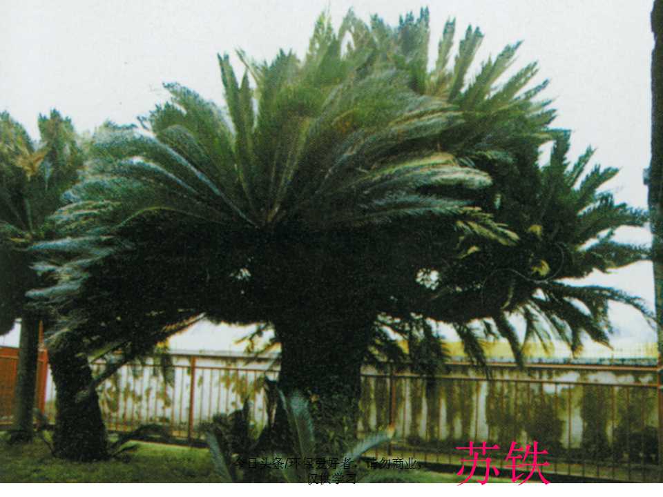 认识植物从身边开始,认识植物的根茎叶各个部分