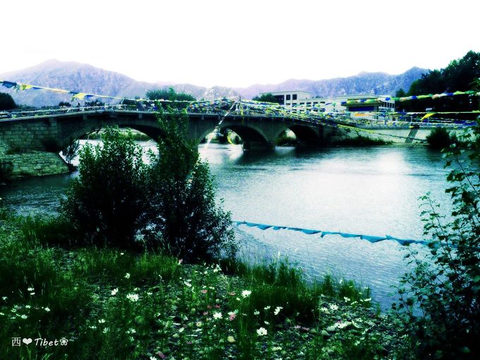 奥古斯都,August的格桑花秘境：我养你！带你去*藏西**啊！