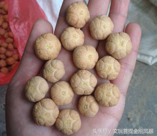 冒充凤眼菩提的核,凤眼菩提啥仿的