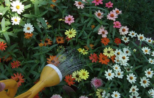 夏天必种花期长的草花,耐阴又好养的四季开花的草花