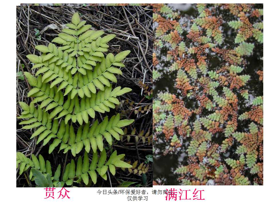 认识植物从身边开始,认识植物的根茎叶各个部分