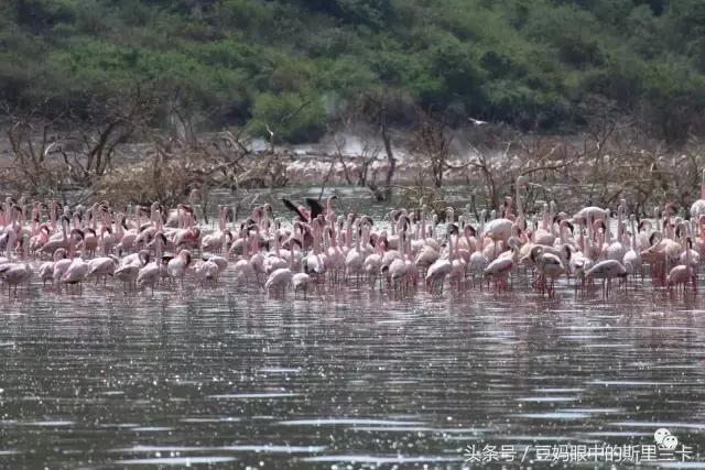 风动？树动？心动！致你，Kenya