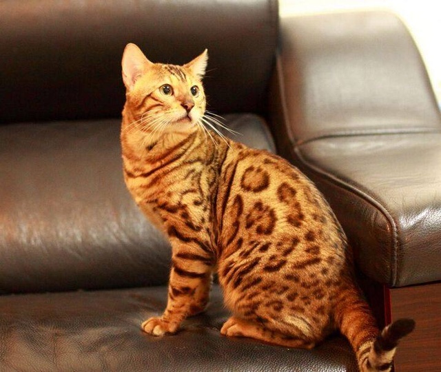 世界上最牛的喵星人,喵星人世界上有几个品种