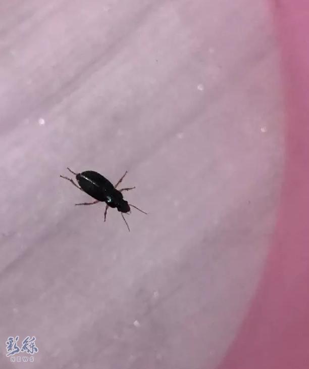 沈阳有虫子吗,京津冀出现黑虫子