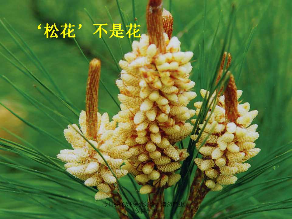 认识植物从身边开始,认识植物的根茎叶各个部分