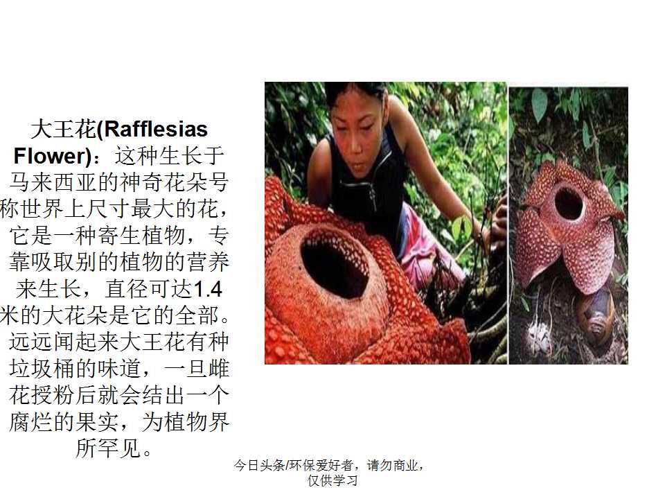 认识植物从身边开始,认识植物的根茎叶各个部分