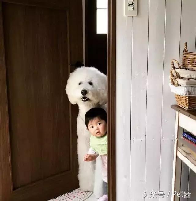 好可爱的巨型贵宾犬,超粘人的巨型贵宾犬