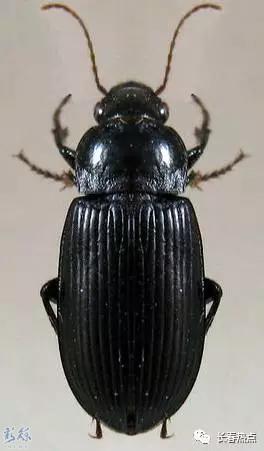 沈阳有虫子吗,京津冀出现黑虫子