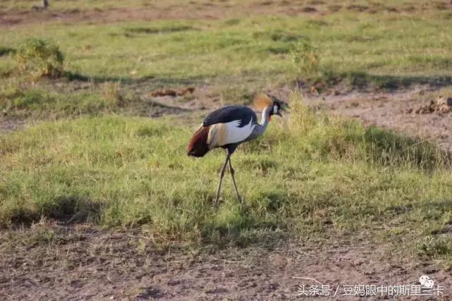 风动？树动？心动！致你，Kenya