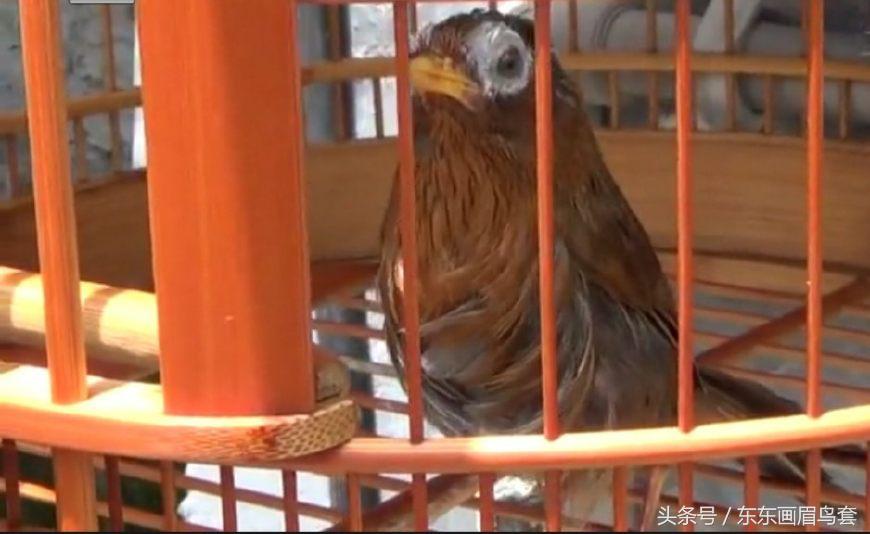 东东画眉鸟视频,东东画眉鸟套