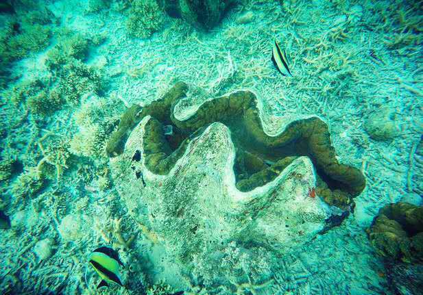 一起去帕劳旅游,去帕劳旅游自由行攻略