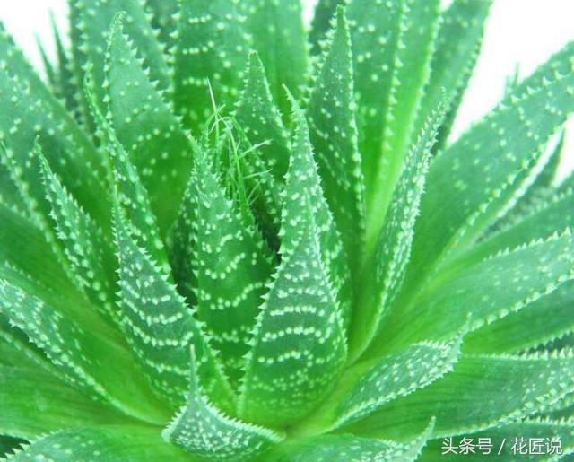 拿什么拯救叶片发黄的芦荟图片,芦荟叶片发黄怎么办小妙招