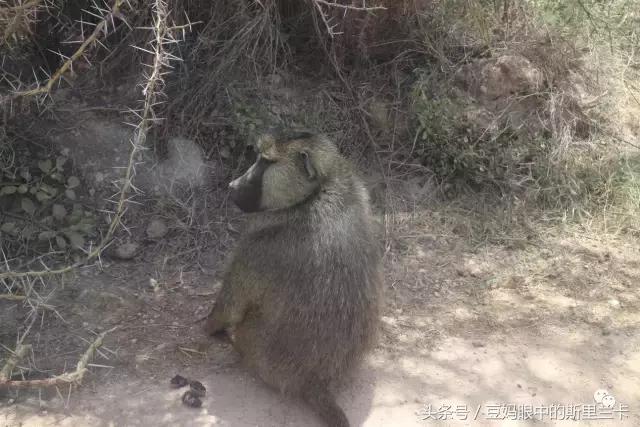 风动？树动？心动！致你，Kenya