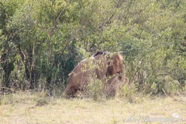 风动？树动？心动！致你，Kenya