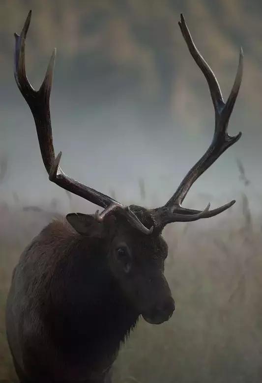 走进树林会感觉空气清新为什么呢,走进红杉林感受不一样