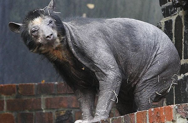 9个奇怪的无毛动物