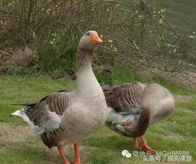 动物百科视频大全40分钟,动物百科第一期鸟类