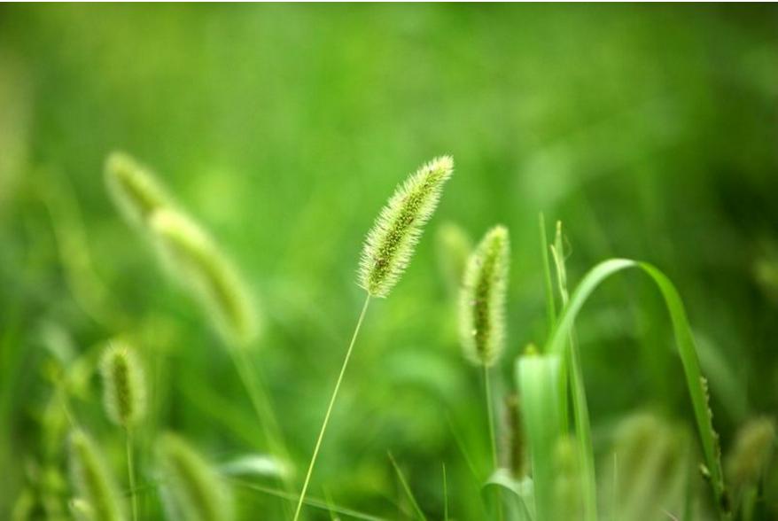 常见中草药图片及讲解,身边常见的中草药功效大全