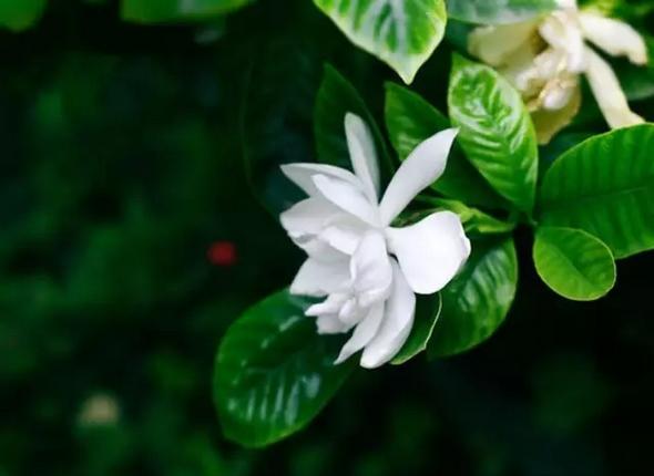 常见中草药图片及讲解,身边常见的中草药功效大全