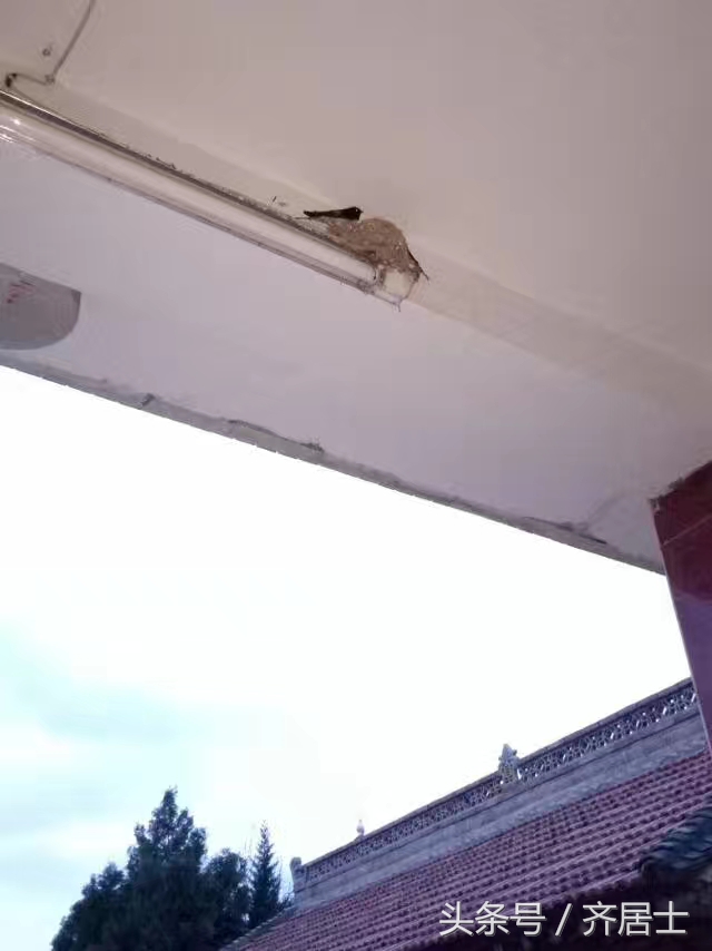 我家的燕子舞蹈,我家的燕子考级舞蹈