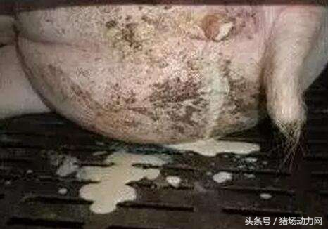 母猪发烧流产鼻子流脓,母猪产后发炎严重流脓原因