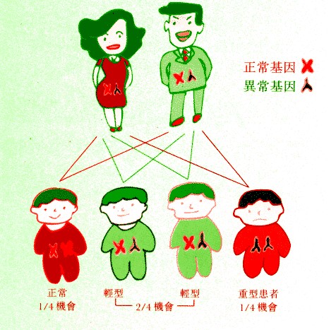 六种补血药膳改善地中海贫血