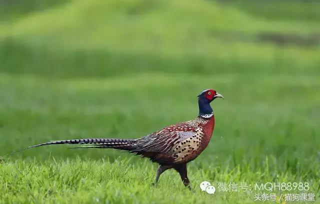 动物百科视频大全40分钟,动物百科第一期鸟类