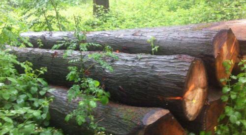 源氏木语橡木是红橡木还是白橡木,橡木皮如何鉴别