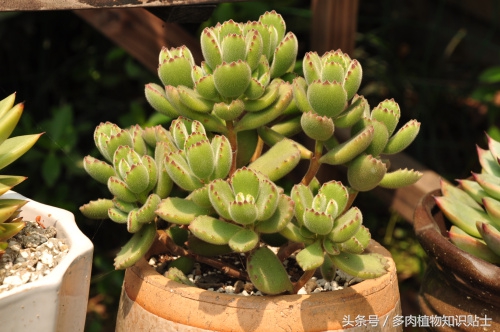 熊童子超级好看的多肉,熊爪多肉一枝怎么养活
