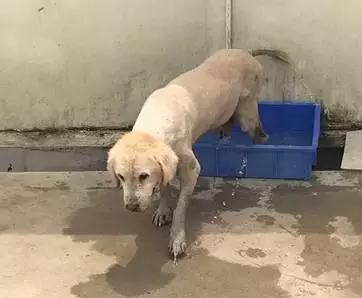 被遗弃的天使,被遗弃的三个天使