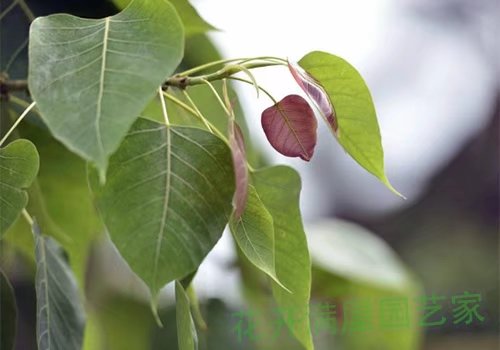 花开满屋园艺家一叶，一菩提，3500年了，只为了