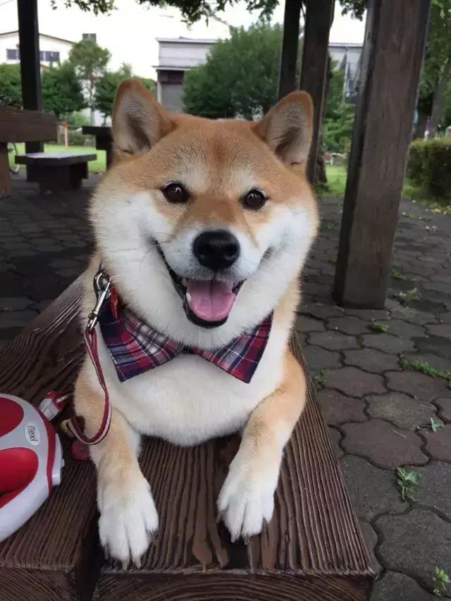 看完再决定要不要养柴犬,千万不要养柴犬