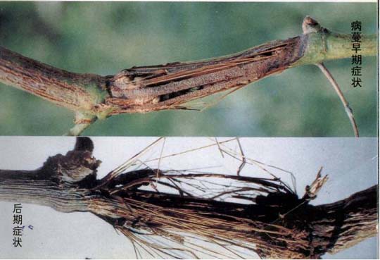 红提常见病害表现,红提得白腐病怎么治